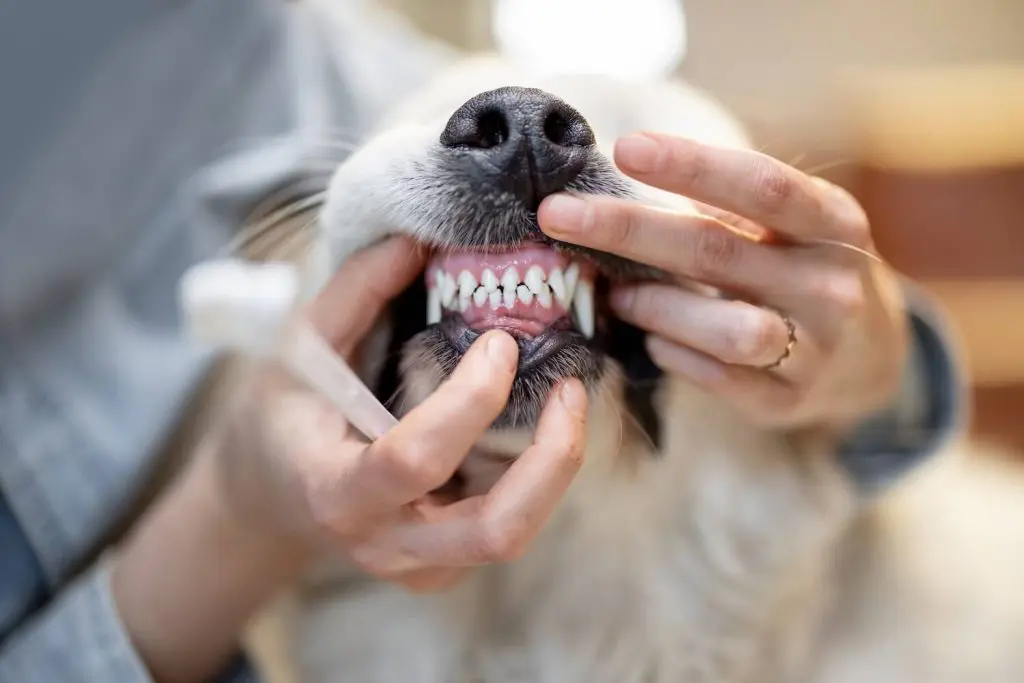 Jacksonville FL dental care SJB options