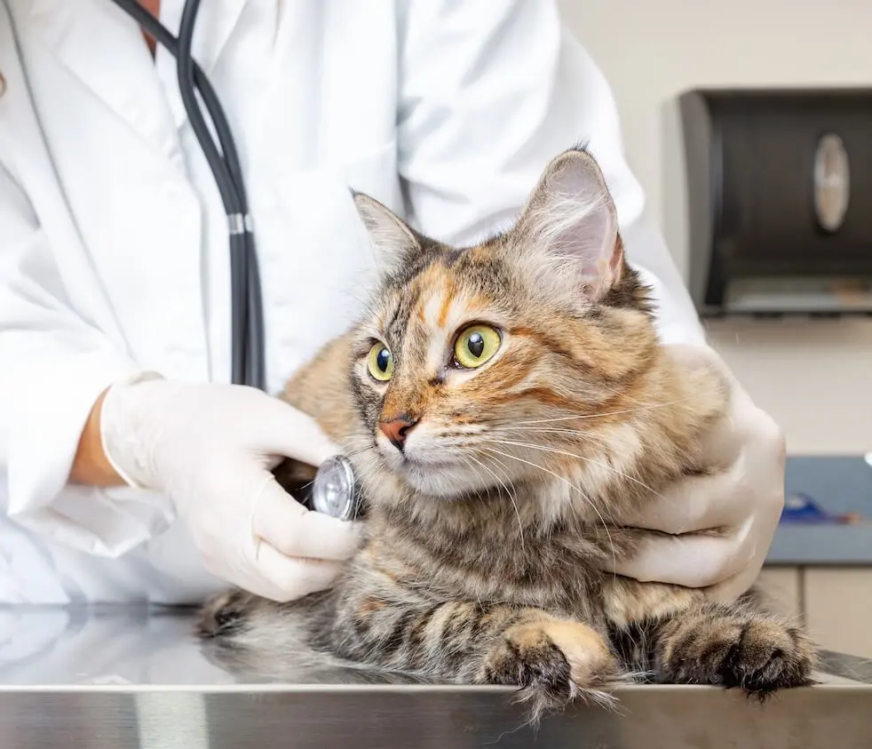 pet family reviewing Care Credit options at Jacksonville vet