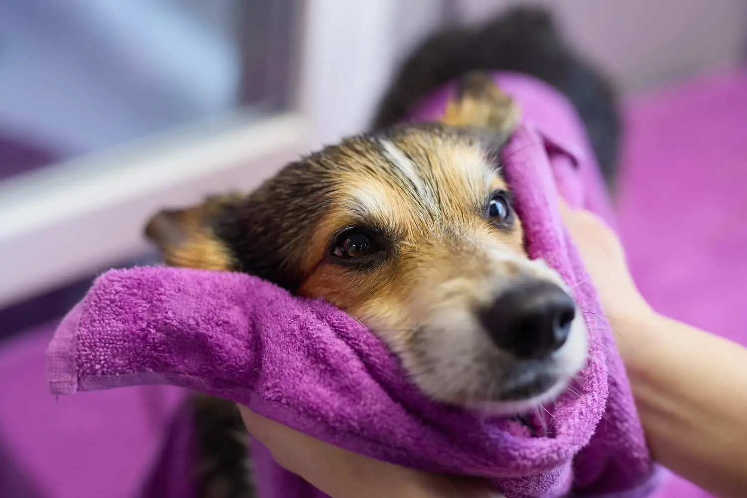 SJB Animal Care Center team caring for pet in Jacksonville FL
