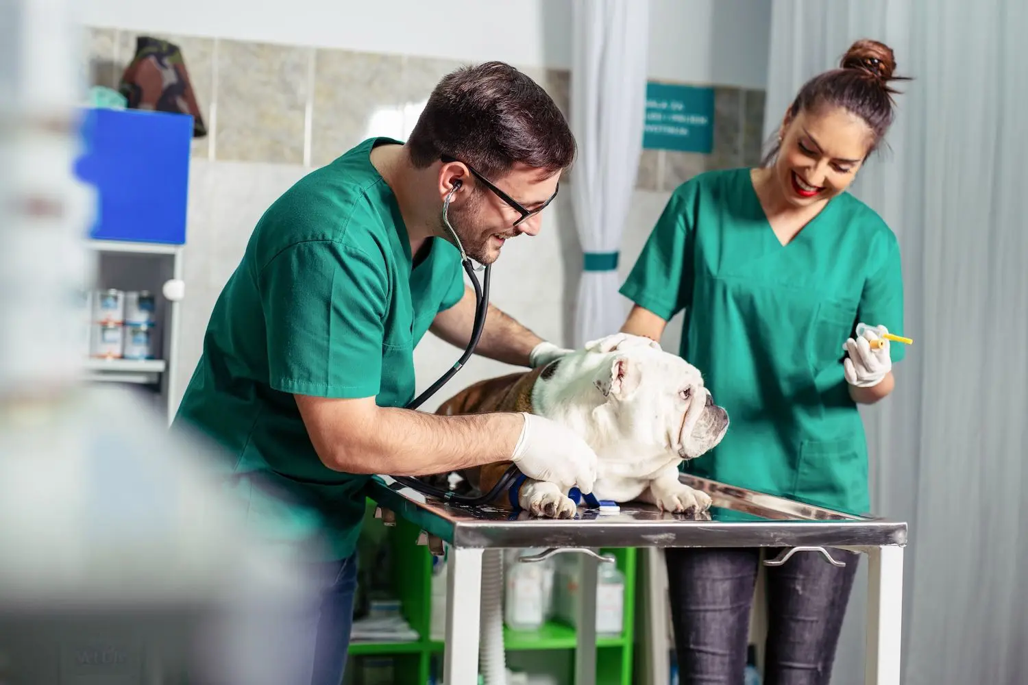 veterinarian in Jacksonville FL performing unrushed patient exam
