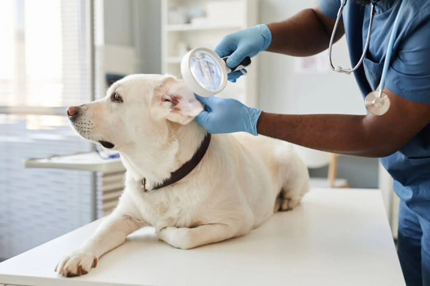 A veterinarian in scrubs examines a dog's ear during a diagnostic exam for recurring ear infections.