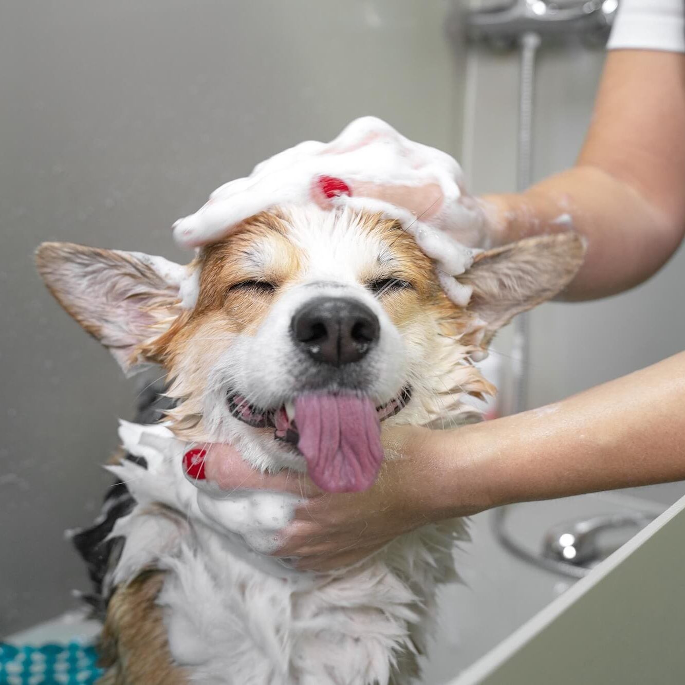 happy dog receiving professional grooming at SJB Pet Services Jacksonville FL veterinary facility