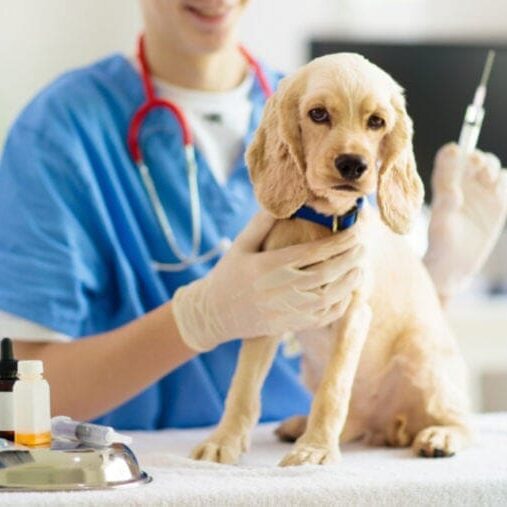 Puppy-at-veterinarian-doctor-FamVeld-Shutterstock-e1668426652918-760x507
