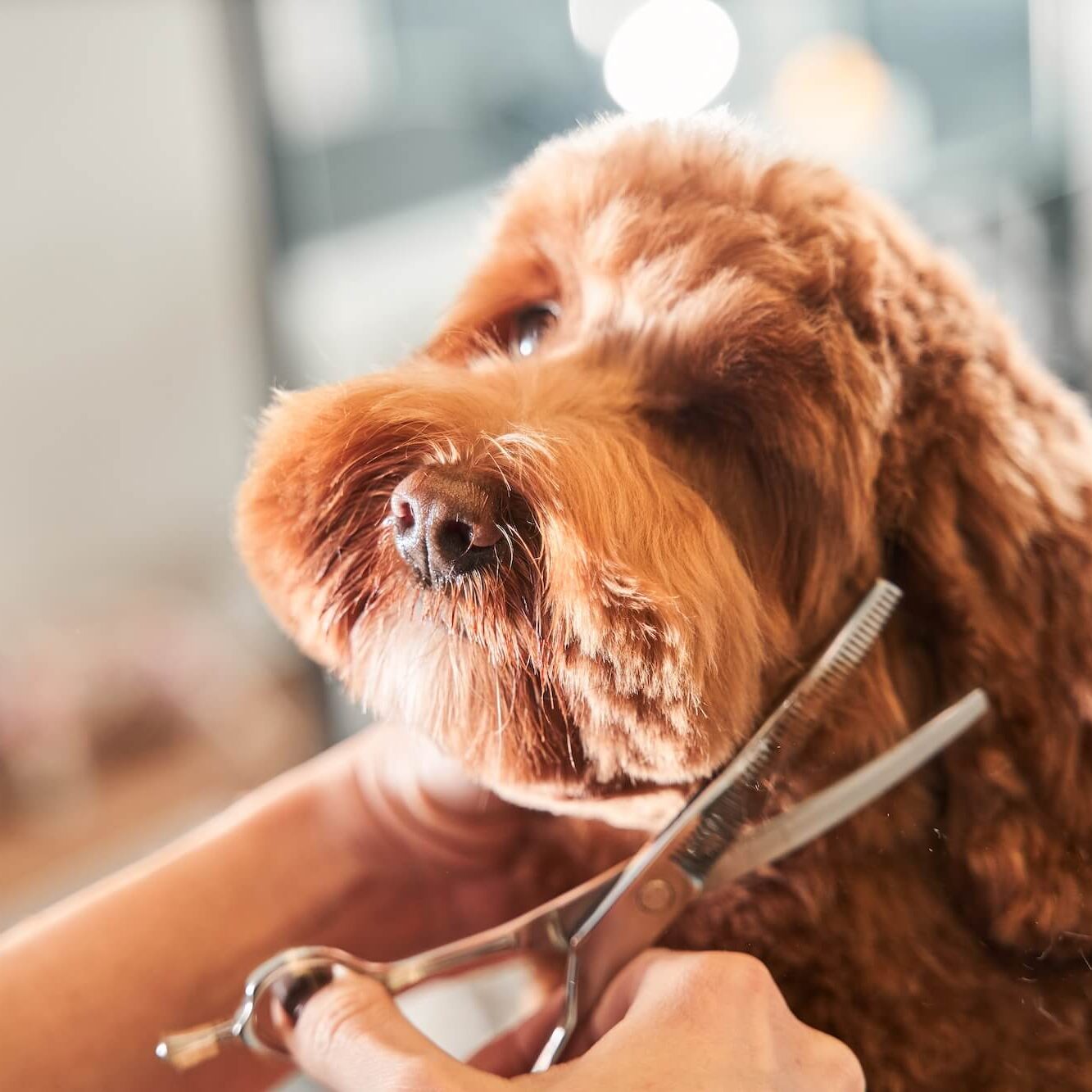 Professional dog groomer caring for a small dog at SJB Pet Services in Jacksonville FL
