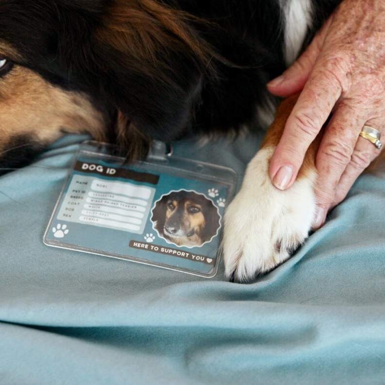 Senior person's hand resting on a dog's paw beside a Dog ID card, showing the importance of pet identification for lost pet recovery