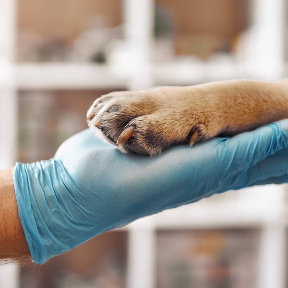 veterinarian checking dogs paw during a monthly wellness plan checkup
