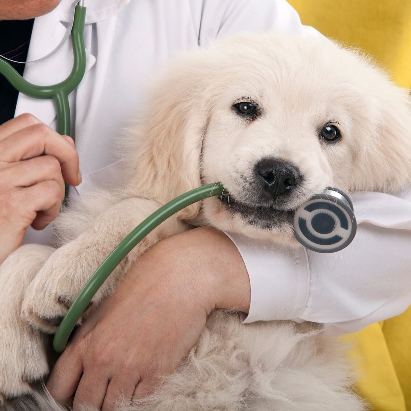 puppy playing with a veterinarian's stethoscope at a monthly wellness checkup