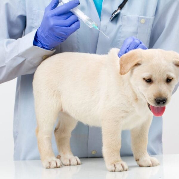 The,Veterinary,Surgeon,Is,Giving,The,Vaccine,To,The,Labrador
