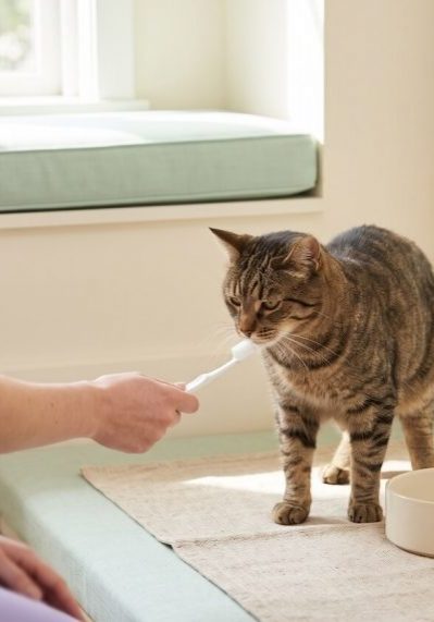 Feline preventative healthcare and wellness checkup in Jacksonville, FL