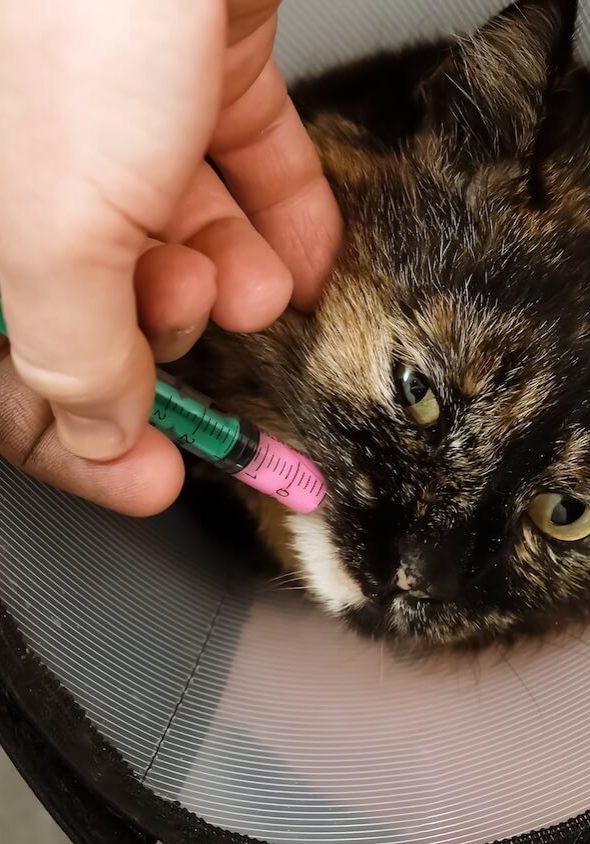 Veterinarian administering feline medical treatment at SJB Animal Care Center