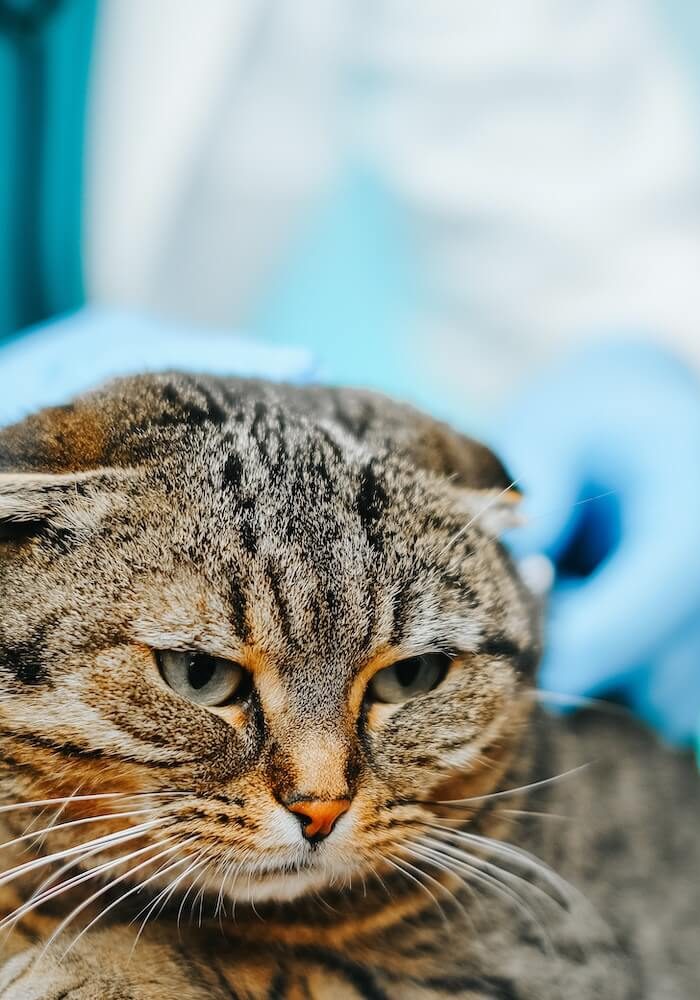 Cat receiving a routine wellness exam at SJB Animal Care Center in Jacksonville, FL