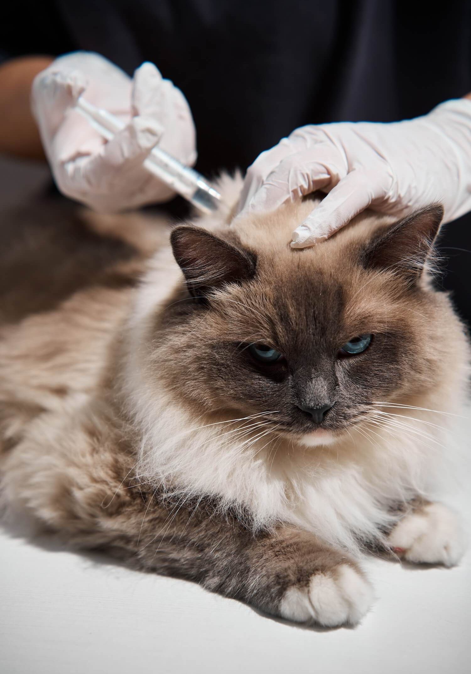Cat receiving core vaccination at SJB Animal Care Center in Jacksonville, FL