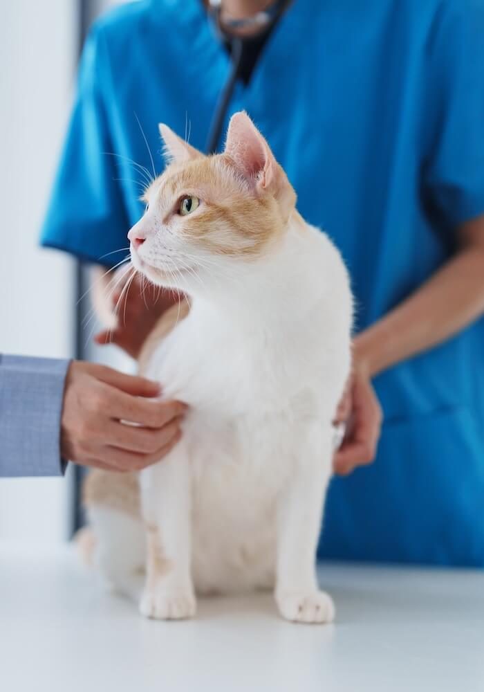 Veterinarian providing pet preventative care to a cat at SJB Animal Care Center in Jacksonville, FL