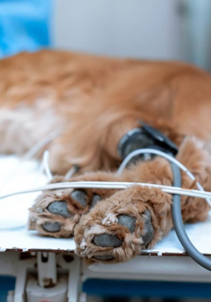 Veterinary surgeon performing canine surgery at SJB Animal Care Center