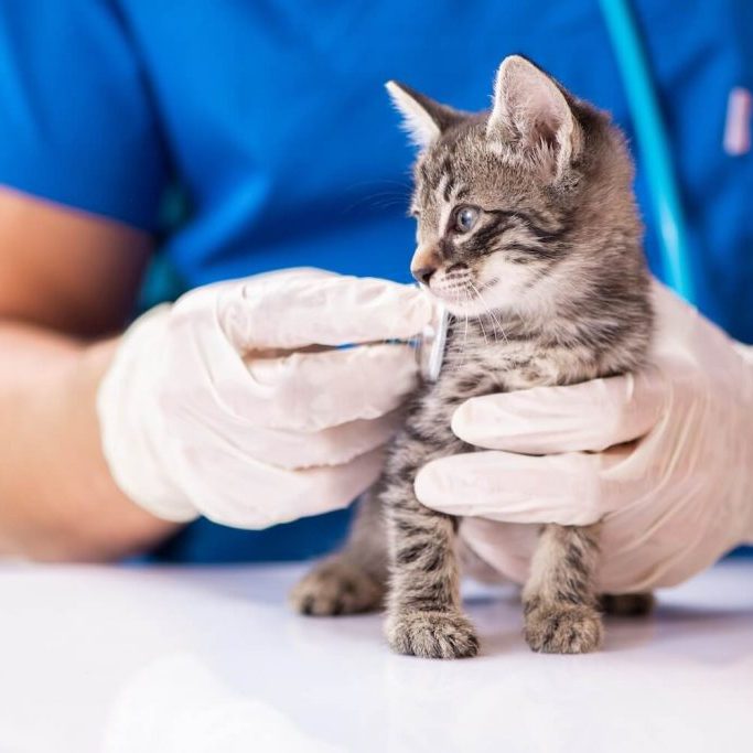 scheduling preventative care for a Jacksonville pet family