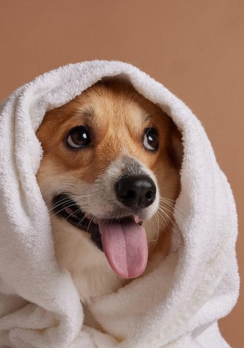 happy dog and cat covered by Jacksonville pet wellness plans at SJB
