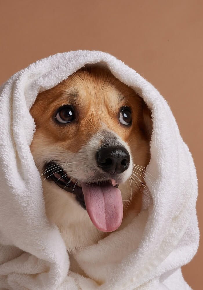 happy dog and cat covered by Jacksonville pet wellness plans at SJB