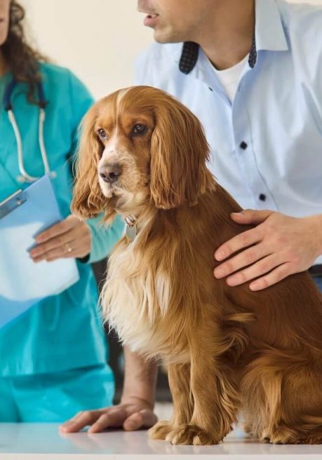 veterinary services in Jacksonville FL delivered by SJB Animal Care Center team