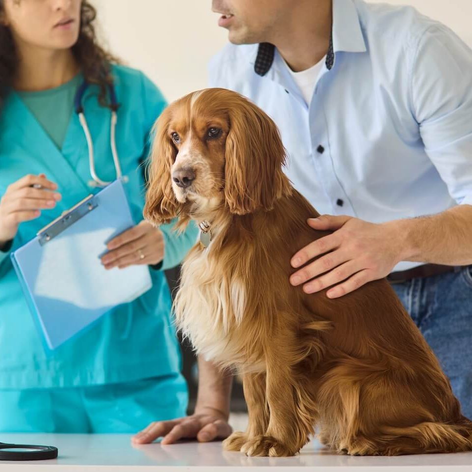 veterinary services in Jacksonville FL delivered by SJB Animal Care Center team