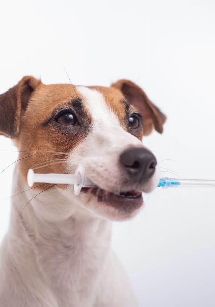 scheduling pet vaccinations in Jacksonville FL