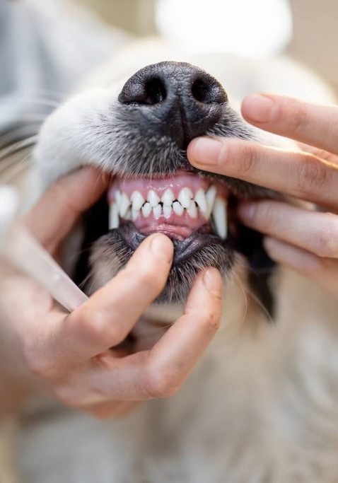 Jacksonville FL dental care SJB options