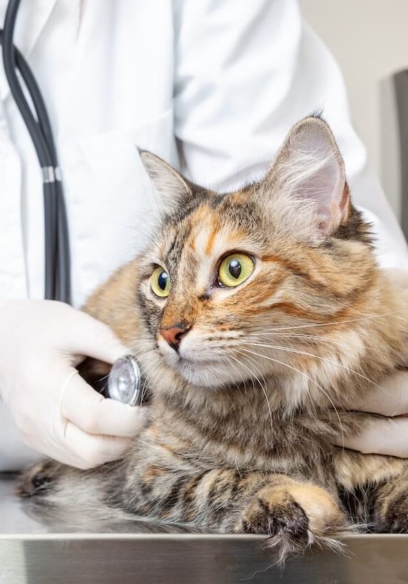pet family reviewing Care Credit options at Jacksonville vet