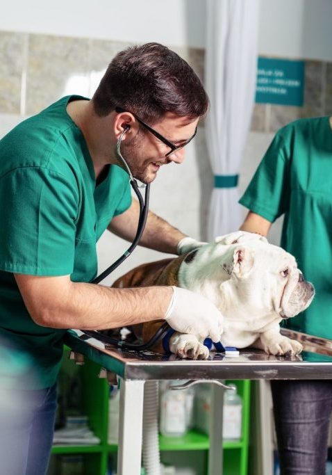 veterinarian in Jacksonville FL performing unrushed patient exam