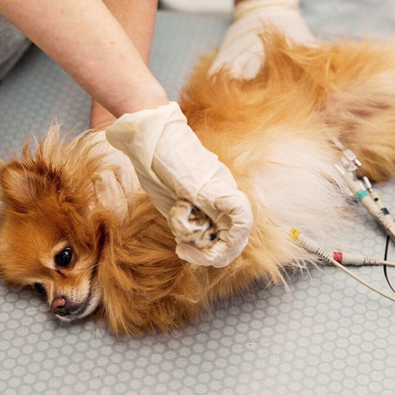 veterinarians-preparing-dog-for-surgery