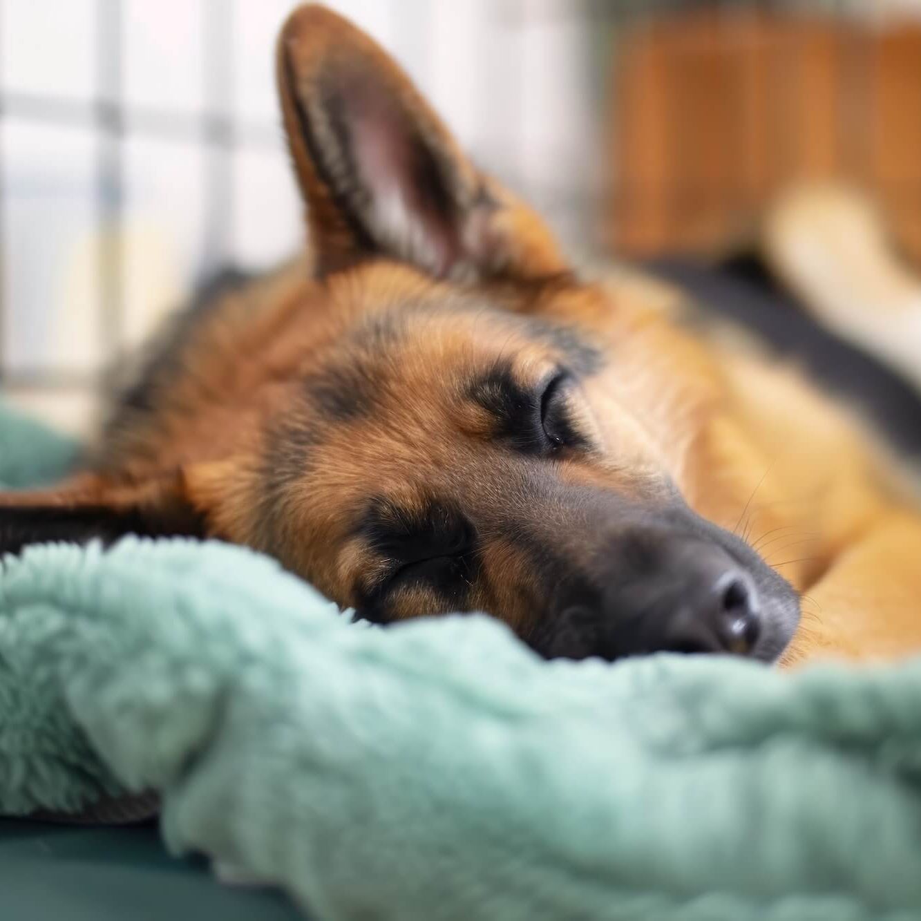 Happy healthy dog after boarding stay at SJB Pet Services Jacksonville FL veterinary facility